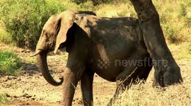 Male elephant uses tree trunk to scratch an itchy behind
