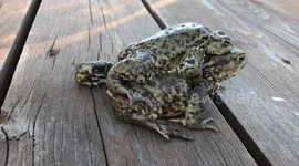 A mother frog saves her child from foodies. Unique footage of the escape