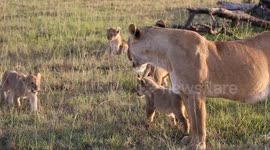 Lioness, Mara North, with six cubs