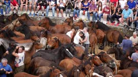Controversial horse-taming festival held in north Spain