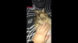Little chubby Yorkie gets a belly rub before bed