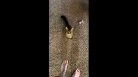 Cat doesn’t like being told “NO!”
