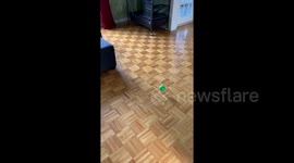 Ferret kicks the ball in a box. Bends it like Beckham