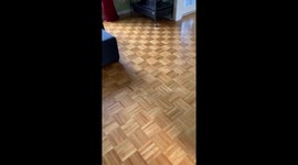 Ferret makes a goal