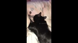 My silly grown kitten suckling on my rescue dogs teets.