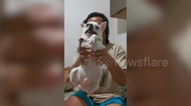 Chihuahua doesn't want to have his nails trimmed