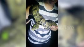 US woman catches diamondback water snake with her bare hands
