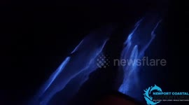 Dolphins swimming off California coast GLOWING due to bioluminescence