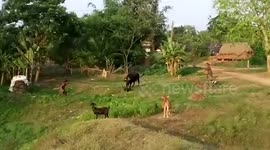 Angry bull attacks goat, injures one person in eastern India