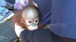 Baby orangutan in Indonesia cries after being rescued from cage he was kept in for three months