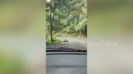 Two leopards play on side of a road amid lockdown in northern India