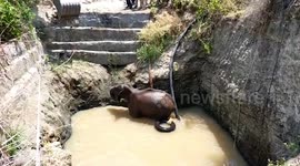 Wildlife officials use excavator to rescue elephant stranded inside deep well in southern India's Karnataka