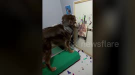 Super talented dog creates stunning portraits with paint