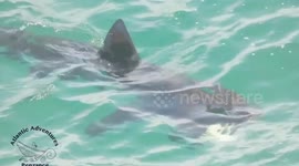 Huge shark caught basking off the coast of Cornwall, UK weeks earlier than normal
