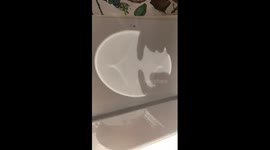 Light shining through clear water creates awesome optical illusions