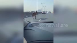 Runaway horse gallops among vehicles on busy overpass in eastern China