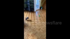 'Bend it like Beckham' Ferret in Canada successfully scores a ball in the box