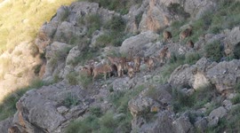 Atlas mouflon in Murcia. Spain.
