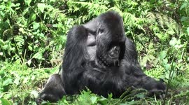 Splendid silverback mountain gorilla grooms a bit, then gives up and sunbathes on a hot day in Rwanda's Volcanoes National Park.