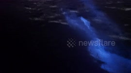 Dolphins Swimming in Bioluminescence