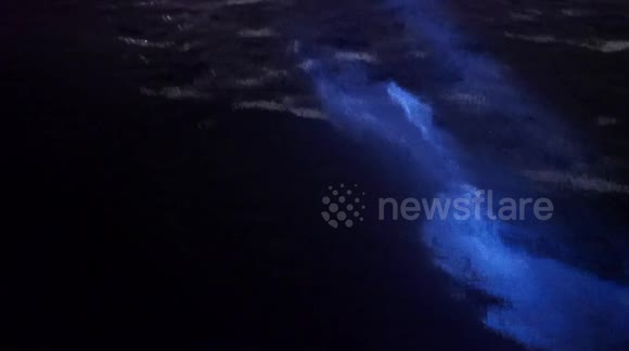 Dolphins Swimming in Bioluminescence