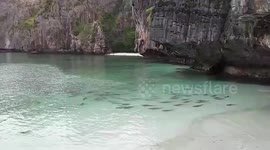 Blacktip reef sharks swim through bay in Thailand as COVID-19 closes surrounding beaches