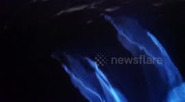 Stunning clip shows dolphins GLOW in the dark as they glide through California ocean