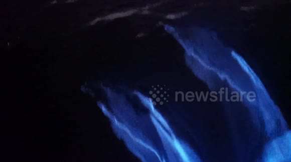 Stunning clip shows dolphins GLOW in the dark as they glide through California ocean