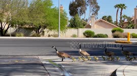 Gaggle of Canadian geese cross road in Las Vegas during COVID-19 lockdown