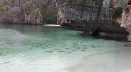 Blacktip reef sharks swim through bay in Thailand as COVID-19 closes surrounding beaches
