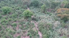 Aerial footage shows elephants foraging through jungle for food