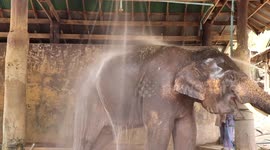 Shower time for elephants as Thailand temperatures rise