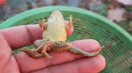 Farmer finds six-legged frog which has been 'bringing him good luck'