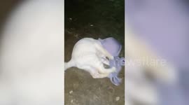 Pet cat plays with owner's bar in Indonesia