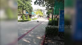Brave bird divebombs cat as it walks along street