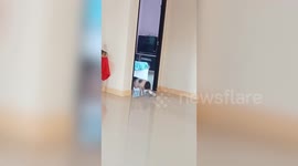 Smart pet piglet uses bowl to ask for food