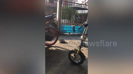 Clever puppy escapes through metal gate