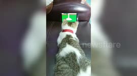 Kitten watches Tom & Jerry cartoon on smartphone