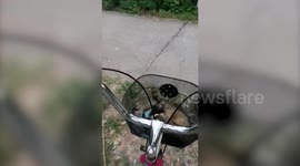 Pet ferret rides in bicycle basket