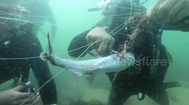 Divers untangle and release fish trapped in loose line off South Africa's coast