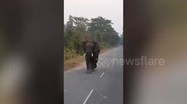 Wild tusker gleefully strolls on road, leaves safari-goers baffled in northern India