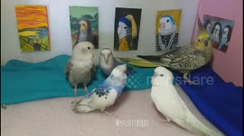 Woman creates miniature art gallery for her birds