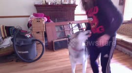 Alaskan Malamute Sojou Krumping Online Class