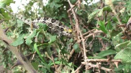 The art of being inconspicuous - a cute chameleon clambers carefully across spiky leaves on edge of Volcanoes National Park, Rwanda.