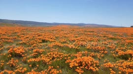 Super Bloom 2020 California poppies in full bloom