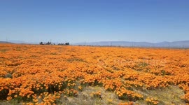 Super Bloom 2020 Fields of Poppies