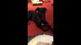 Buddy my dog telling me he wants some of my fish and chips by talking to me