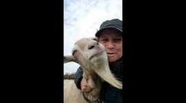 Brian my goat enjoying a scratch from his human