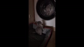 Cat Watching the washing machine going round