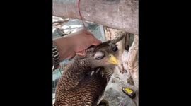 Adorable owl loves being groomed by a visitor in zoo